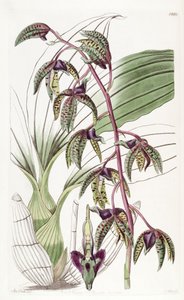 Catasetum deltoideum - Miss Drake